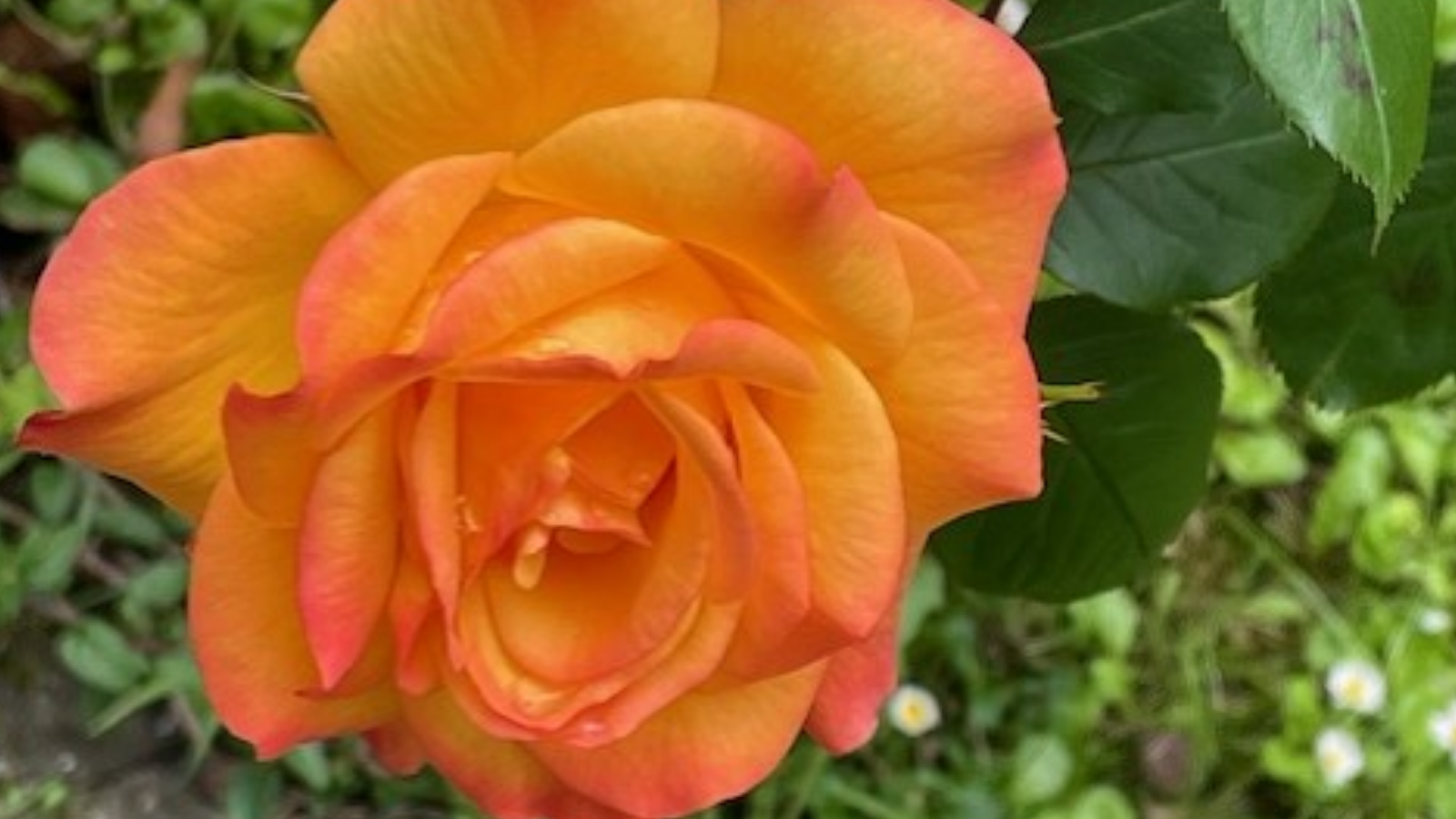 Copy Of Sizzling Summer Picnic 1600 X 800 Px 3 Aspect Ratio 1600 900