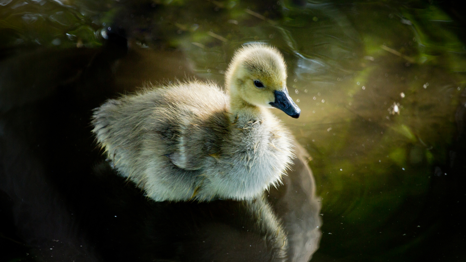 The Ugly Duckling Aspect Ratio 1600 900 Aspect Ratio 1600 900